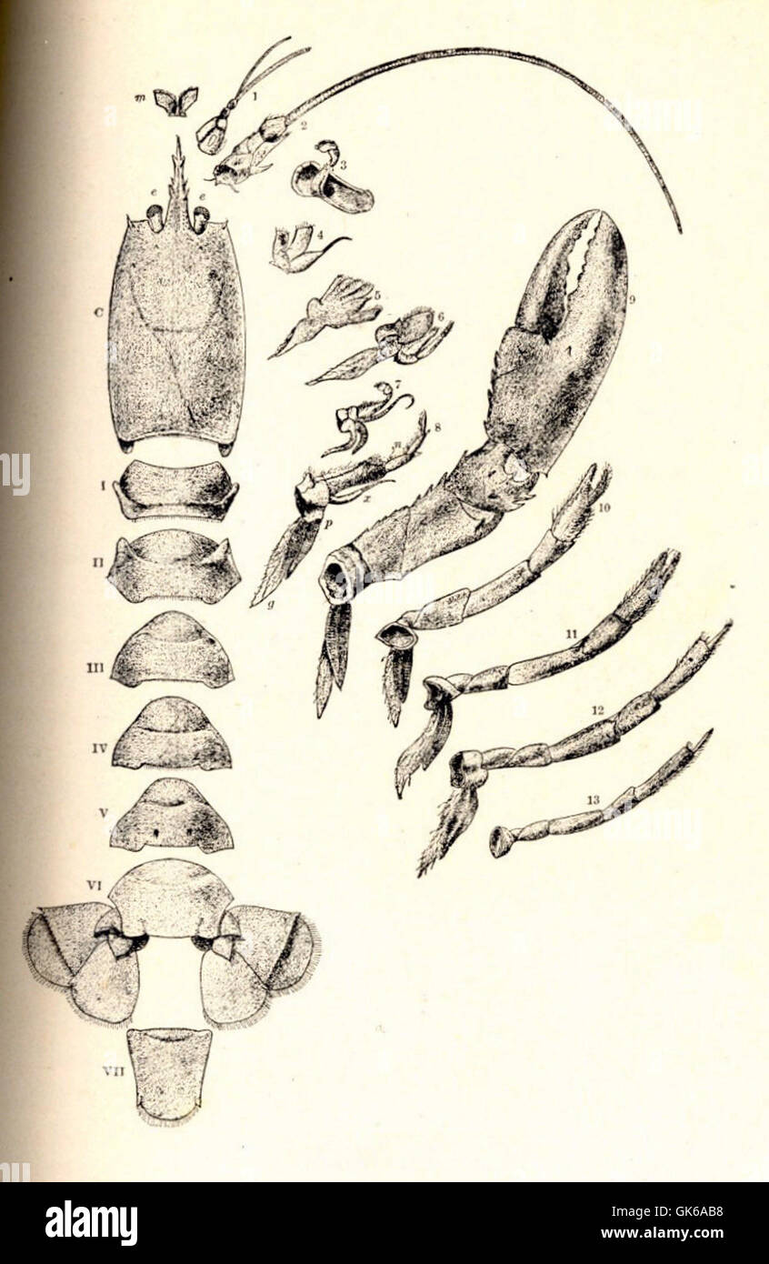 52662 External Anatomy of a Lobster Stock Photo Alamy