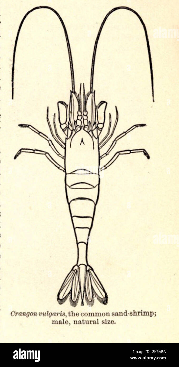 52664 Crangon vulgaris, the common sandshrimp; male Stock Photo Alamy