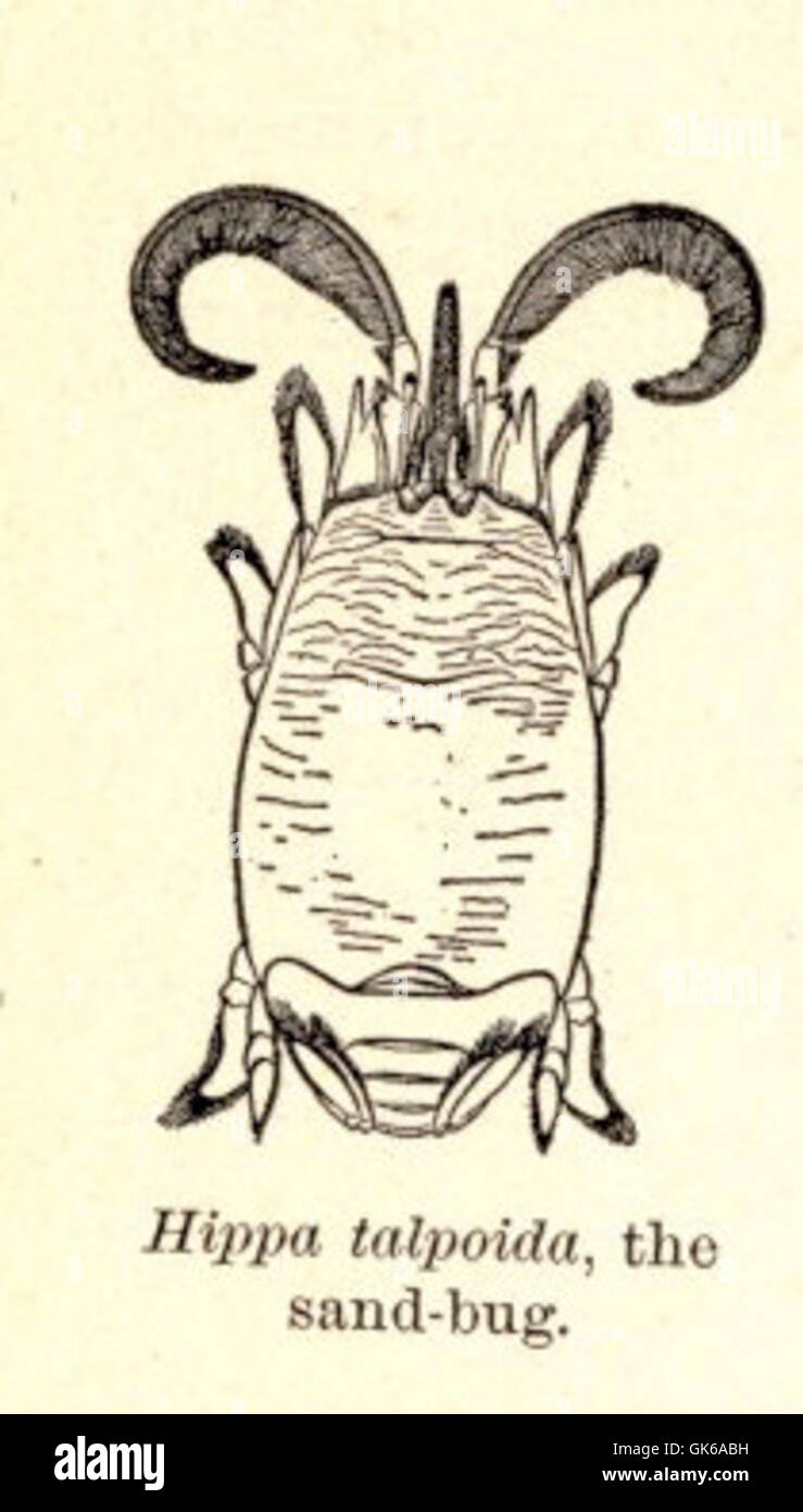 Sand bug hi-res stock photography and images - Alamy