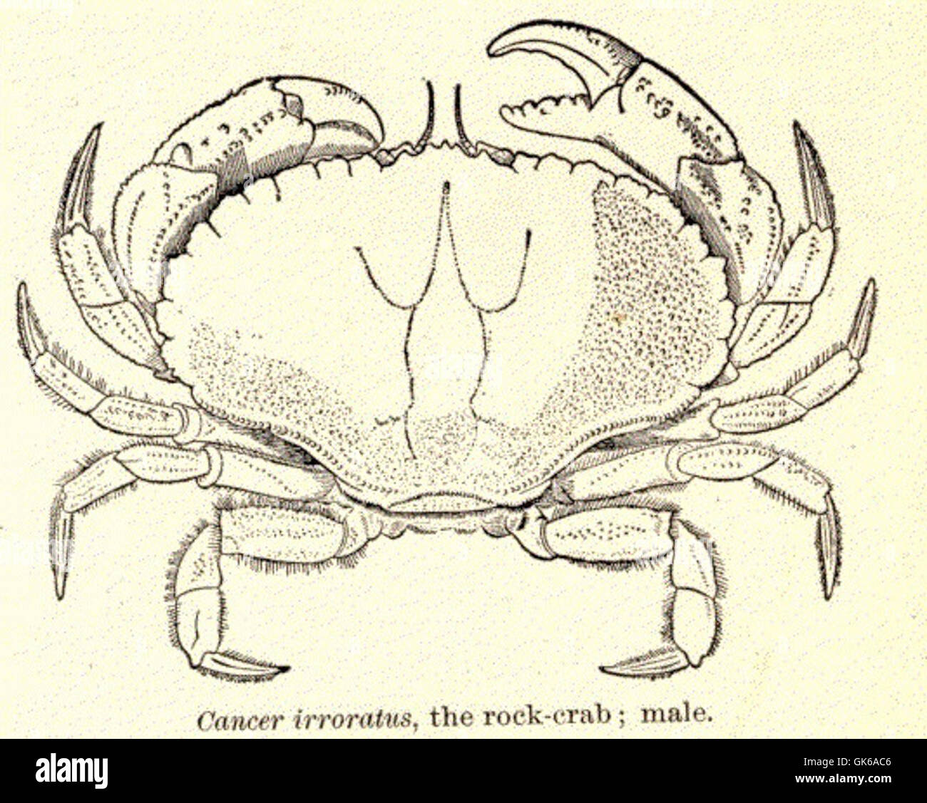 52682 Cancer irroratus, the rock-crab; male Stock Photo