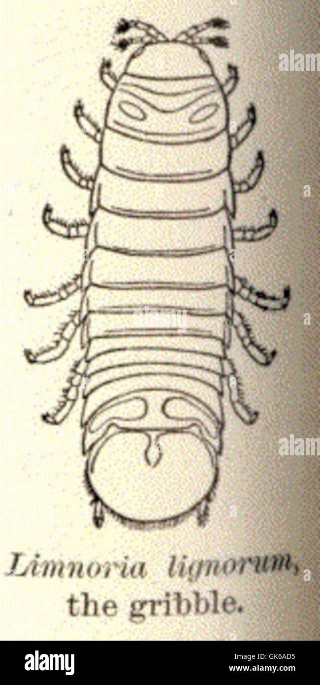 Limnoria Tripunctata