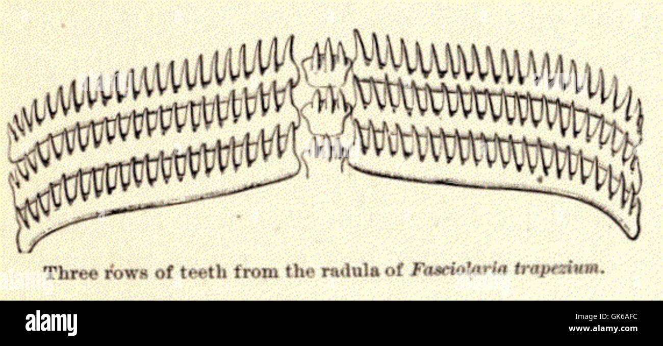 52754 Three rows of teeth from the radula of Fasciolaria trapezium Stock Photo