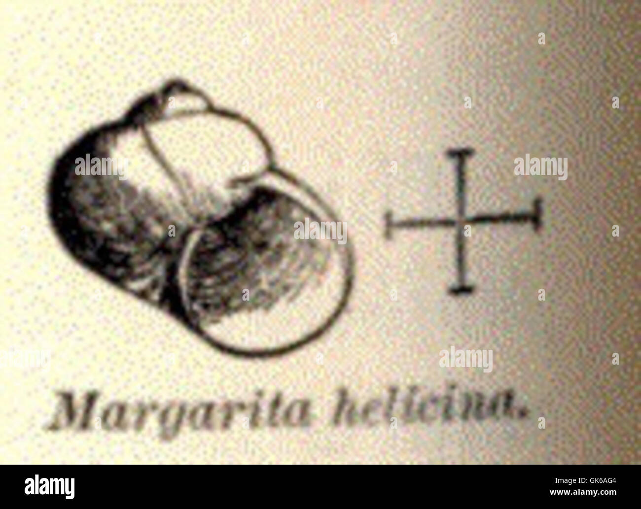 52772 Margarita helicina Stock Photo