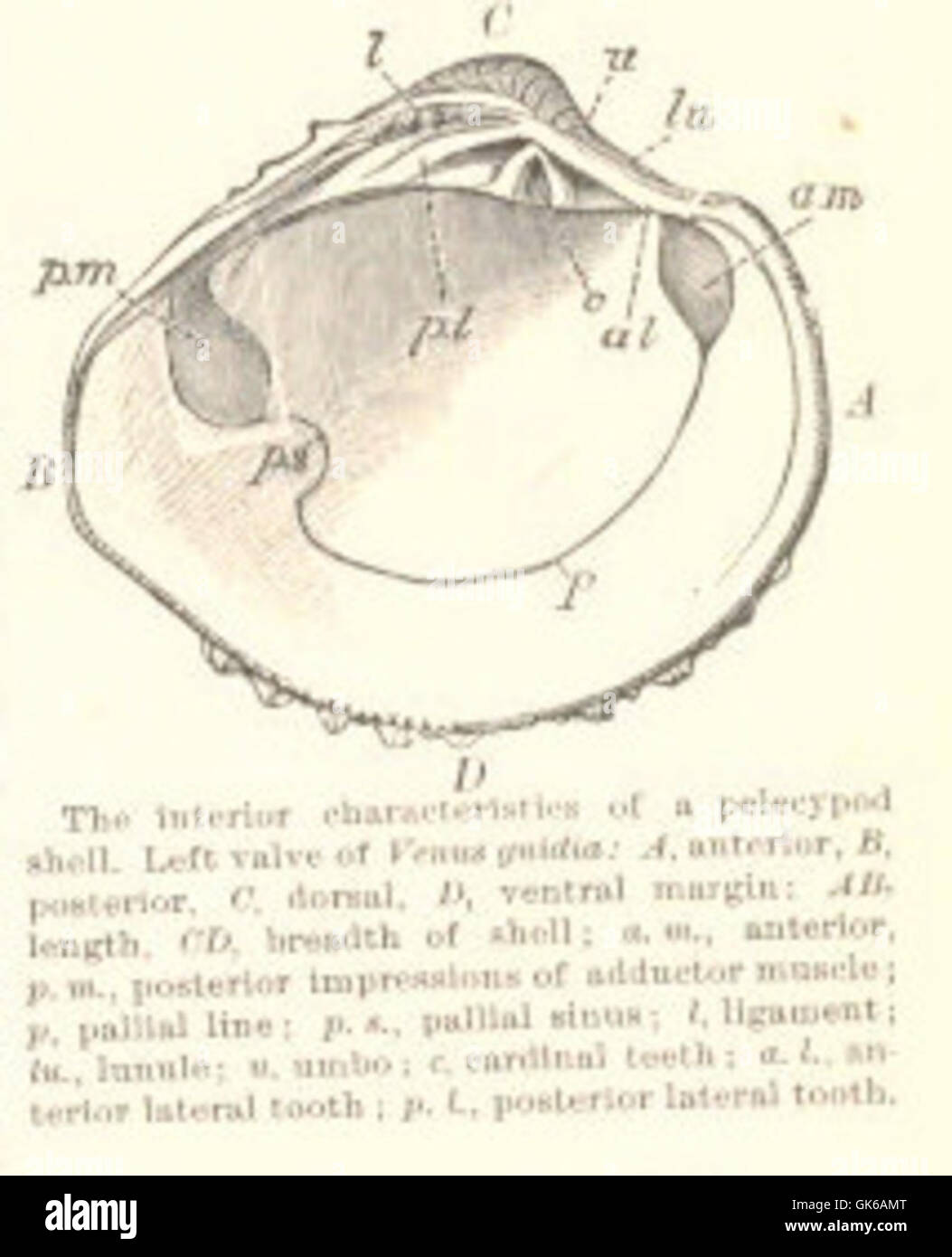 52883 The interior characteristics of a pelcoypod shell Left valve of Vesus gnidia- A, anterior; B, posterior; C, dorsal; D, ventral Stock Photo