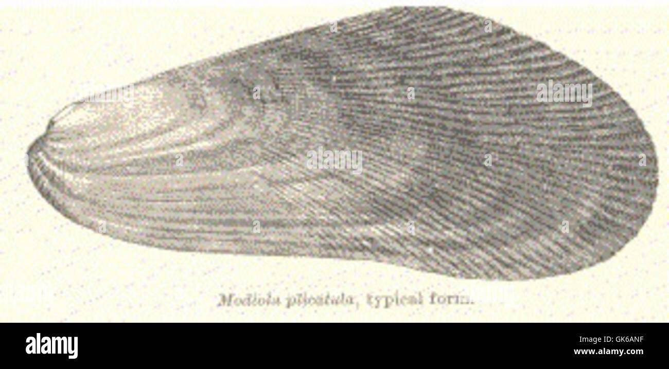 52901 Modiola plicatula, typical form Stock Photo