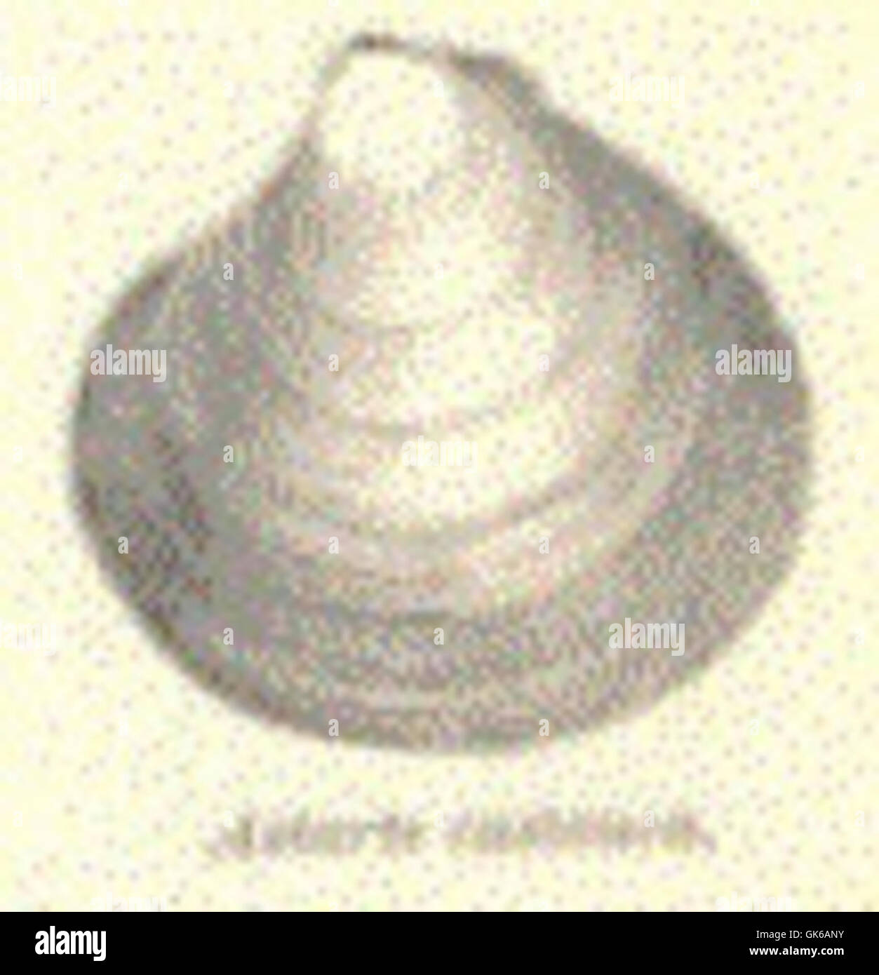 Astarte species hi-res stock photography and images - Alamy