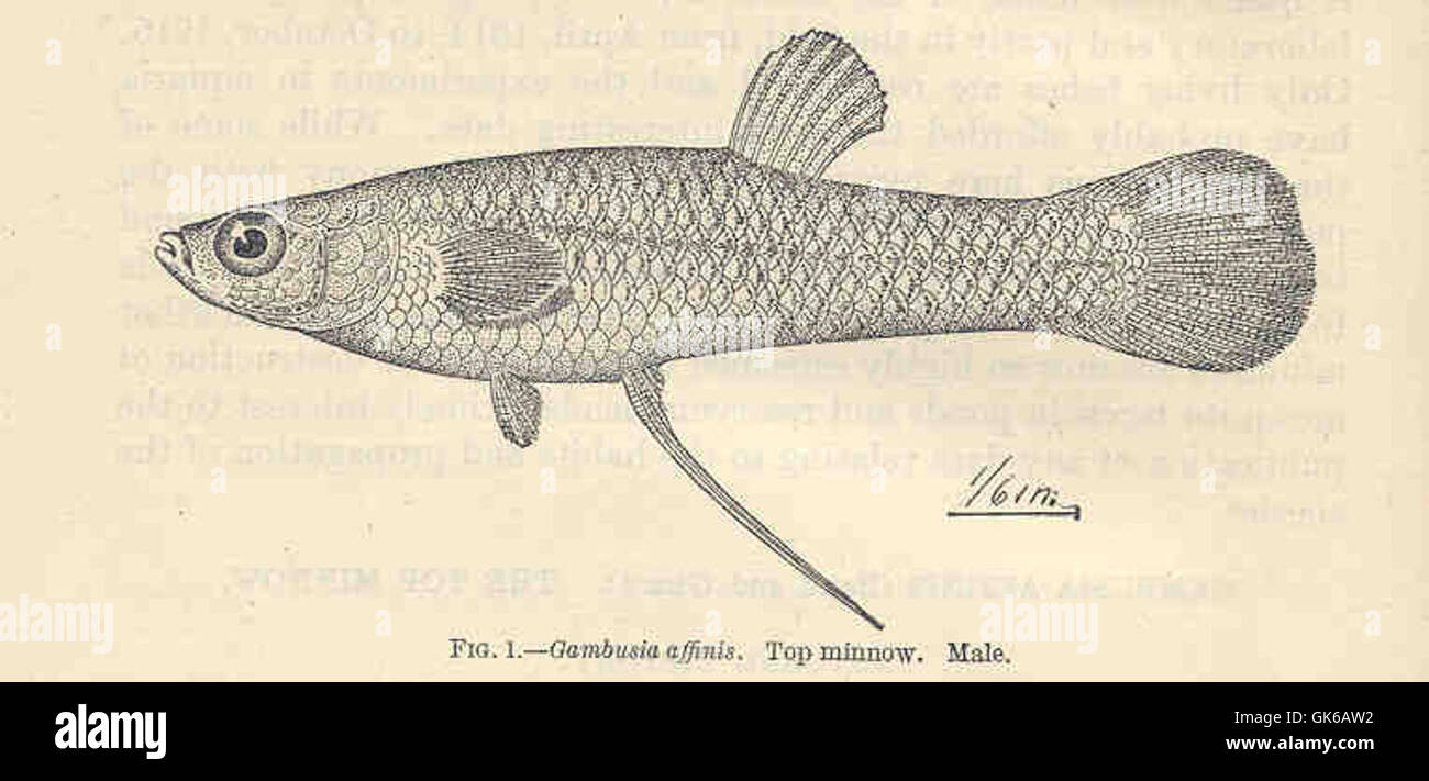 An illustration from an old scientific text depicting Gambusia affinis, commonly known as the topminnow. The image captures the male species, offering a detailed representation of its features for biological study. Stock Photo