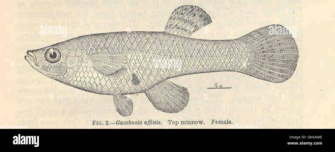 34562 Gambusia affinis Top minnow Female Stock Photo