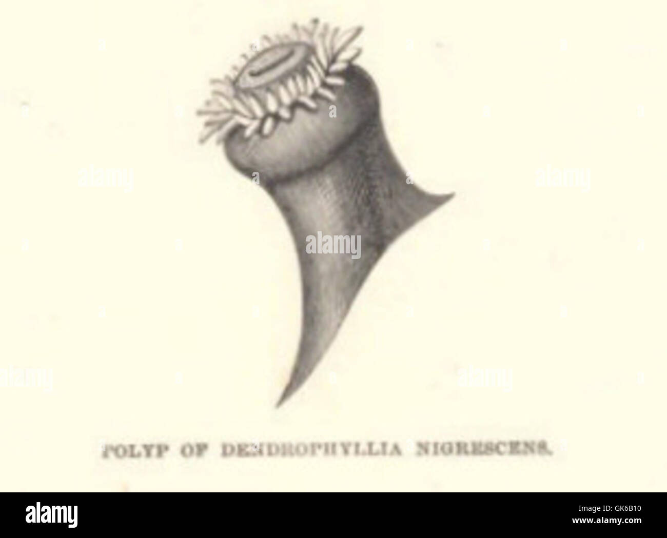 53073 Polyp of Dendrophyllia nigrescens Stock Photo