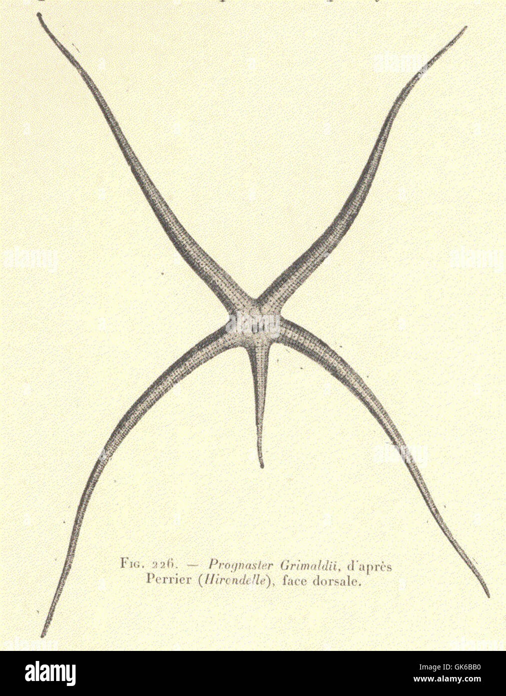 53309 Progenaster Grimaldii, d'apres Perrier (Hirondelle), facee dorsale Stock Photo