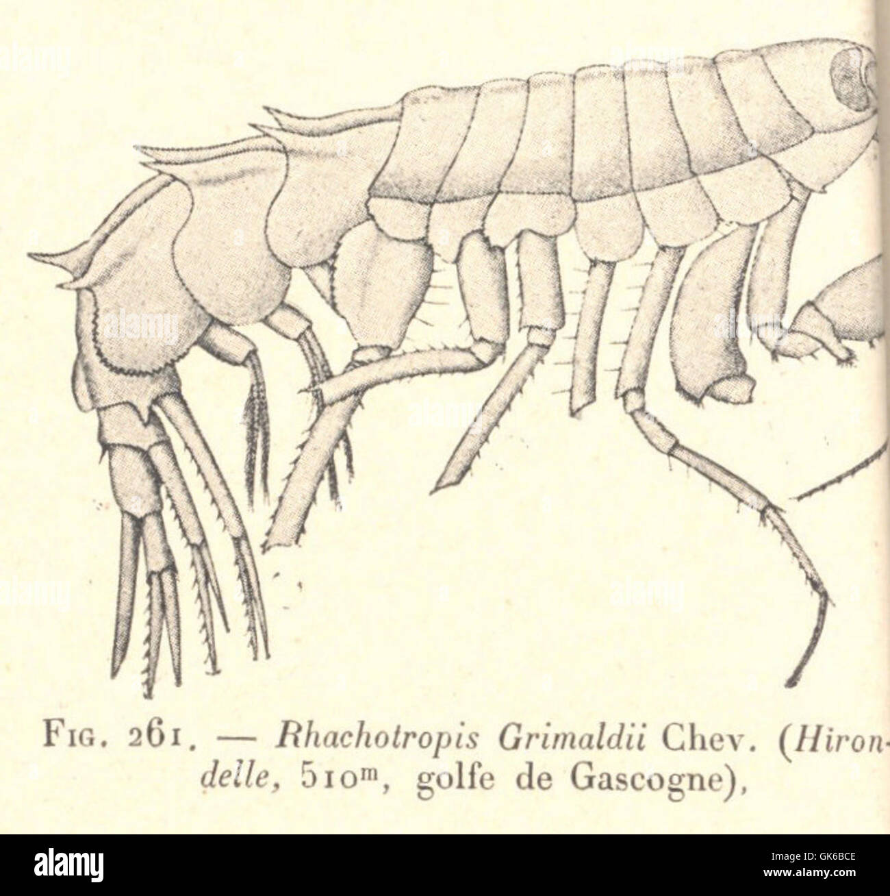 53344 Rhachotropis Grimaldii Chev (Hirondelle, 510m, golfe de Gascogne) Stock Photo