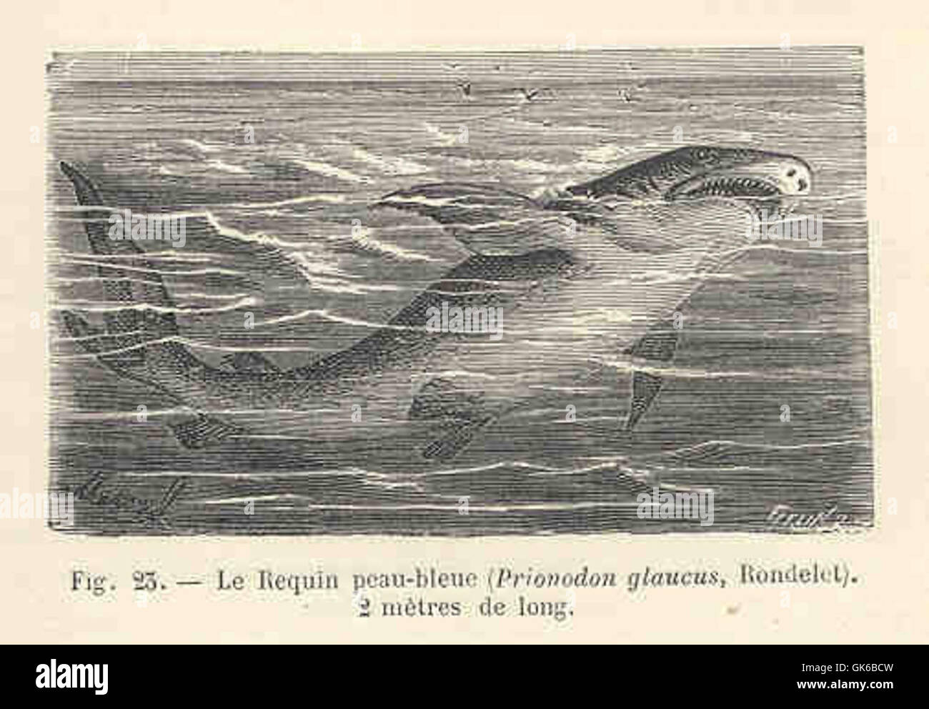 34599 Requin Peau-Bleu (Prionodon glaucus, Rondelet) Stock Photo