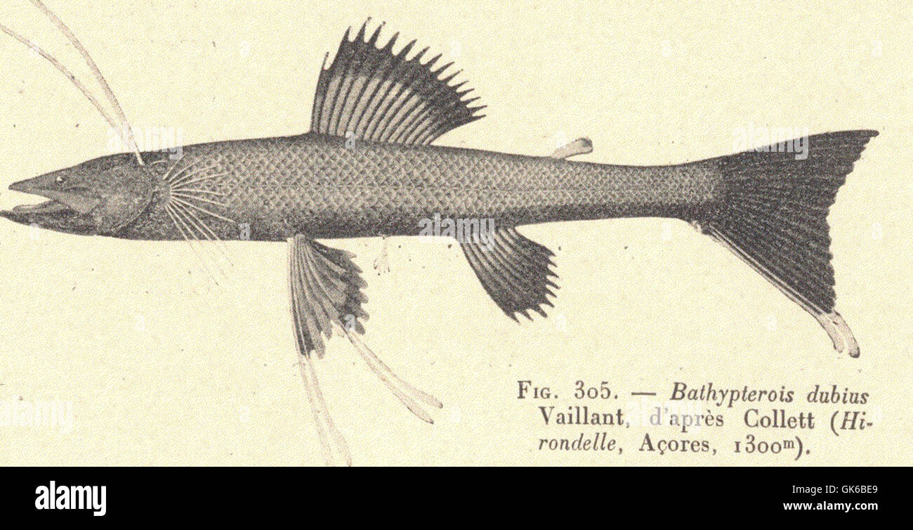 Bathypterois dubius Vaillant, identified by Collett, is a deep-sea fish ...