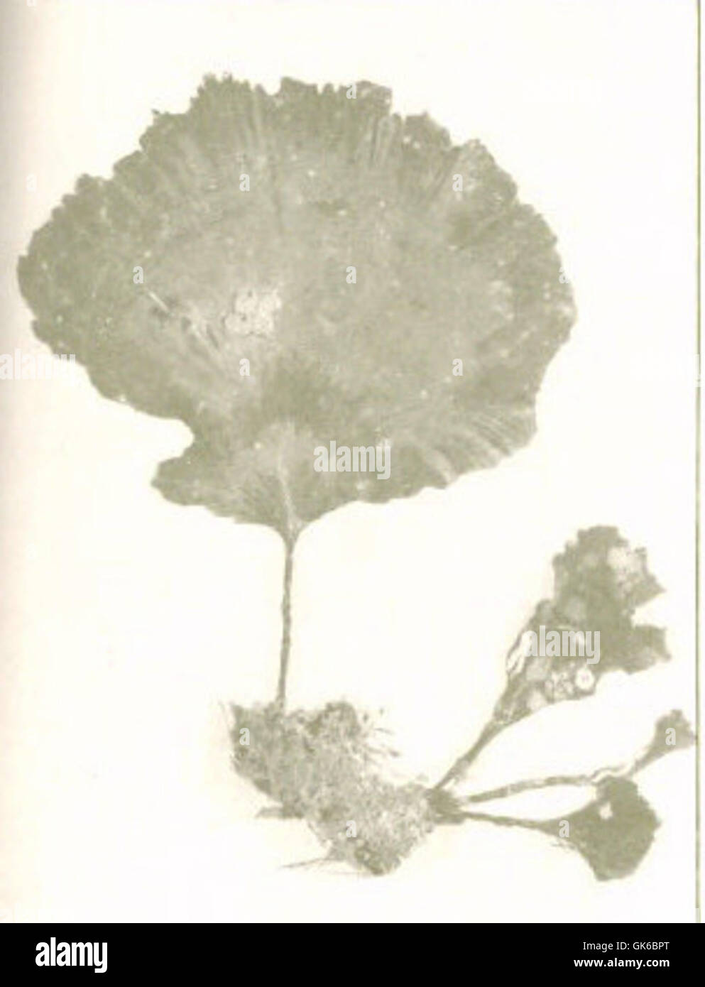 53580 Chlorophycees (Algues vertes) Siphonees, Udotea Desfontainii (Lamour) Decn Stock Photo