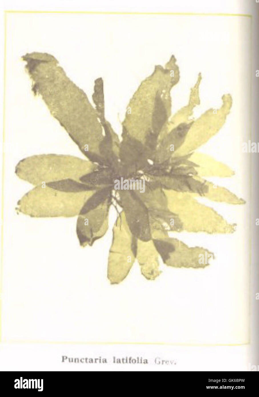 53581 Pheophycees (Algues brunes) Enceliacees, Punctaria latifolia Grev Stock Photo