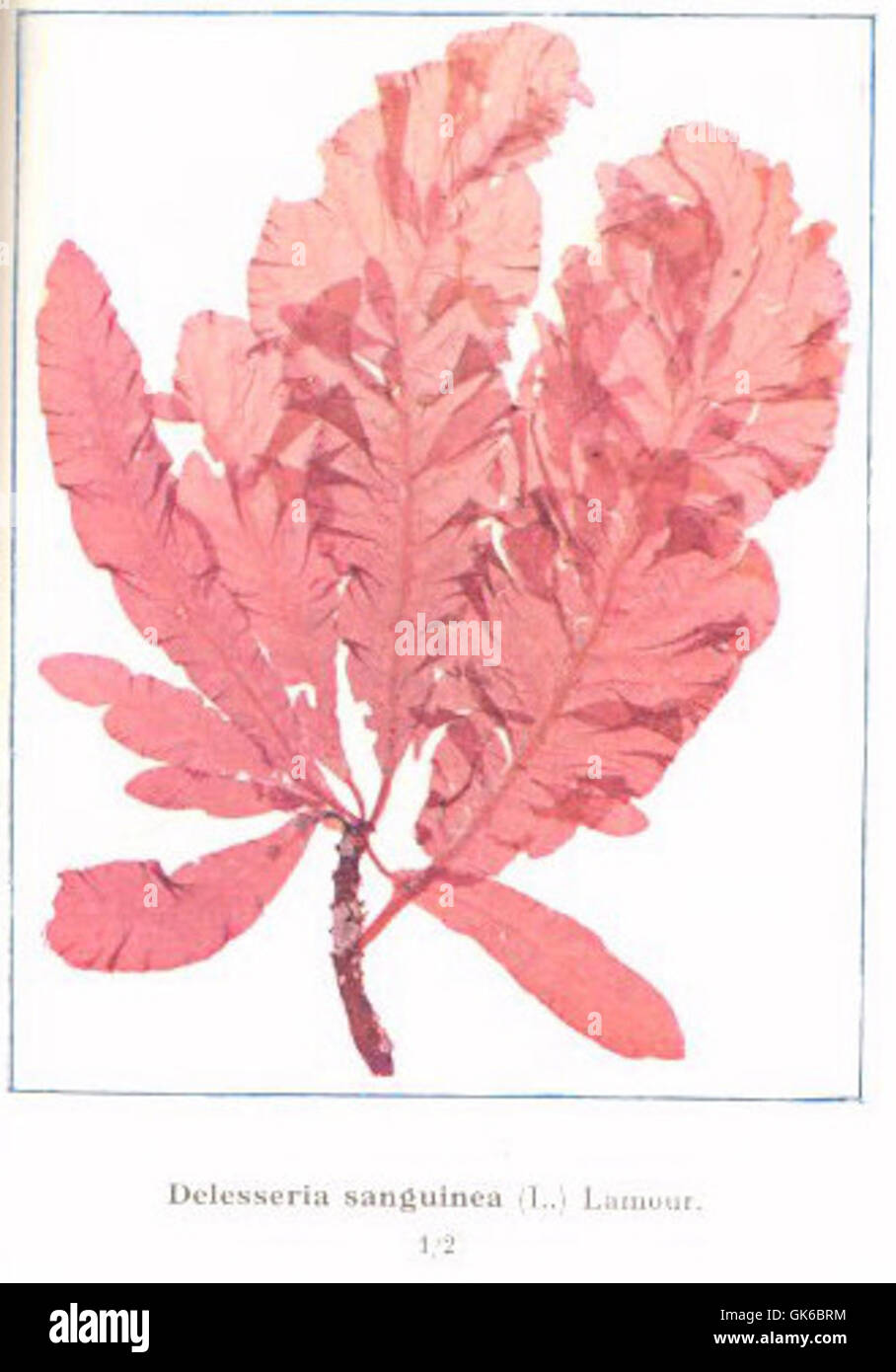 53598 Rhodophycees ou Floridees (Algues rouges) Delesseriees, Delesseria sanguinea (L) Lamour Stock Photo