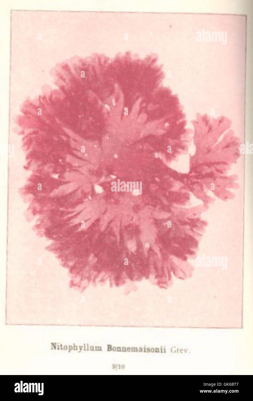 53611 Rhodophycees ou Floridees (Algues rouges) Delesseriees, Nitophyllum Bonnemaisonii Grev Stock Photo