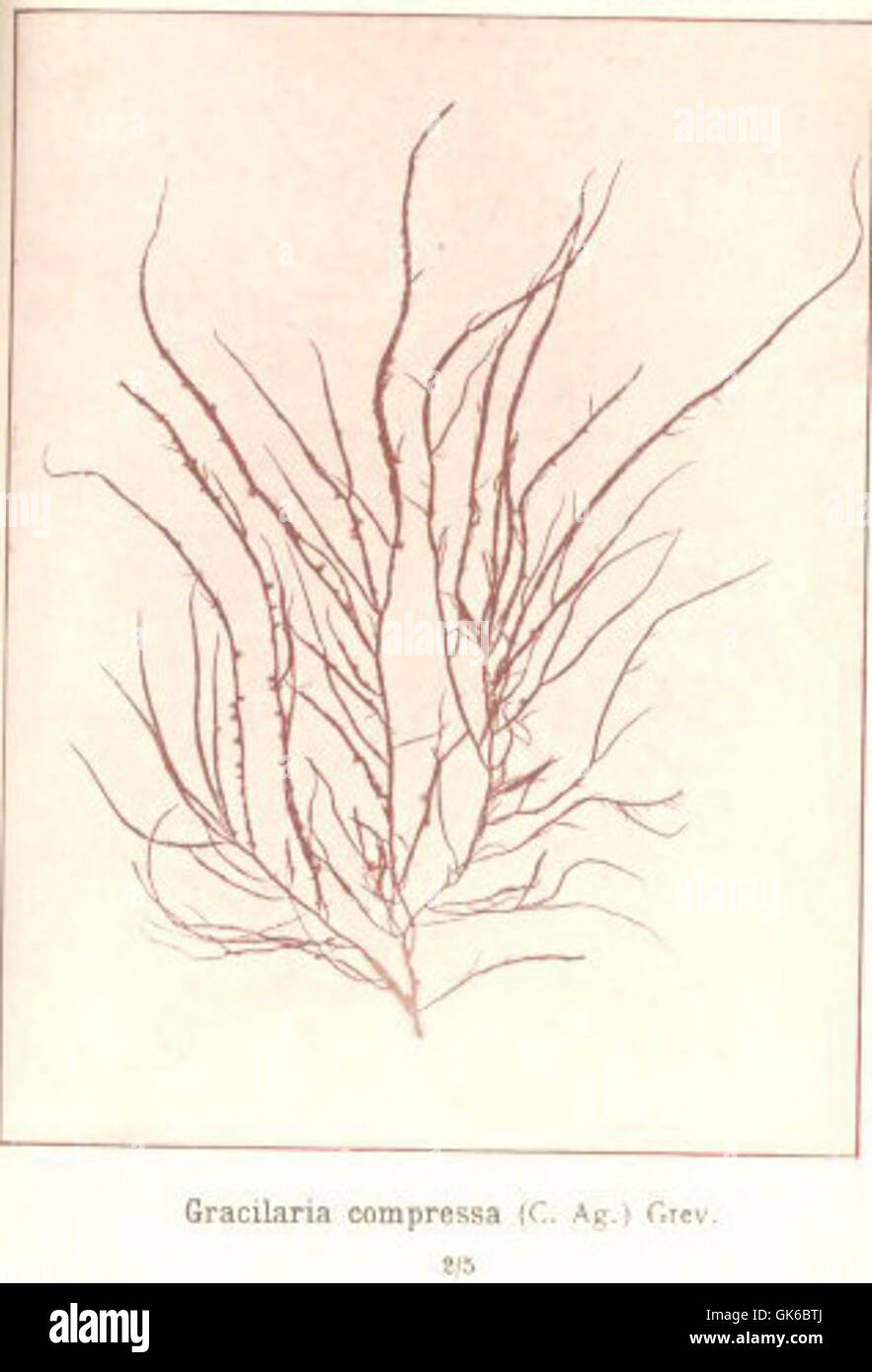 53620 Rhodophycees ou Floridees (Algues rouges) Spherococcacees, Gracilaria compressa (Ag) Grev Stock Photo