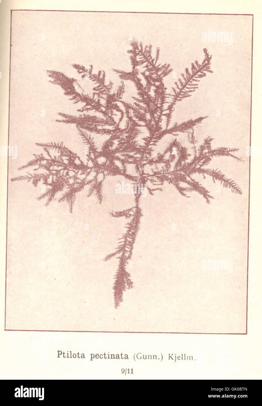 53622 Rhodophycees ou Floridees (Algues rouges) Ceramiees, Ptilota pectinata (Gunn) Kjellm Stock Photo