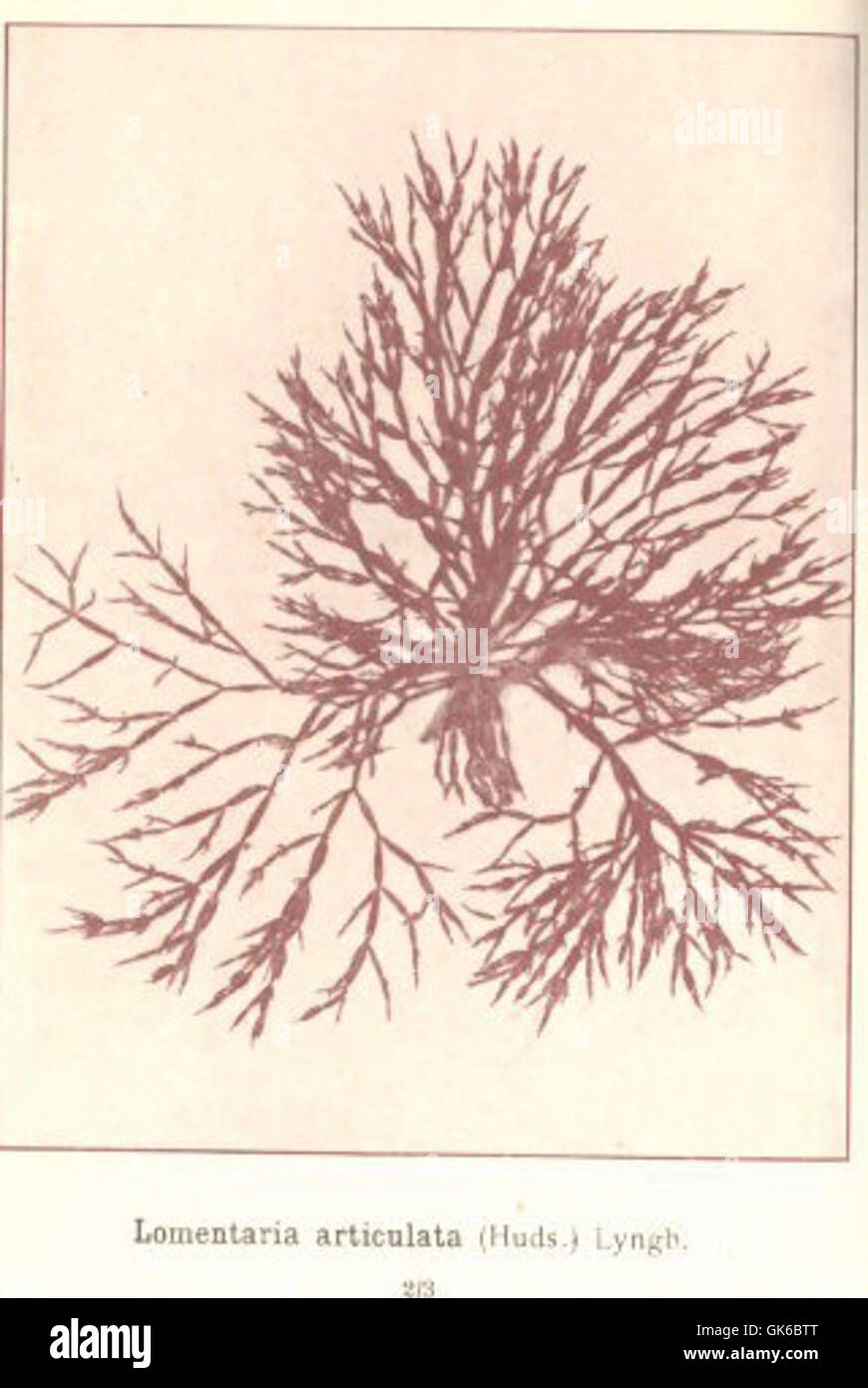 53625 Rhodophycees ou Floridees (Algues rouges) Rhodymeniees, Lomentaria articulata (Huds) Lyngb Stock Photo