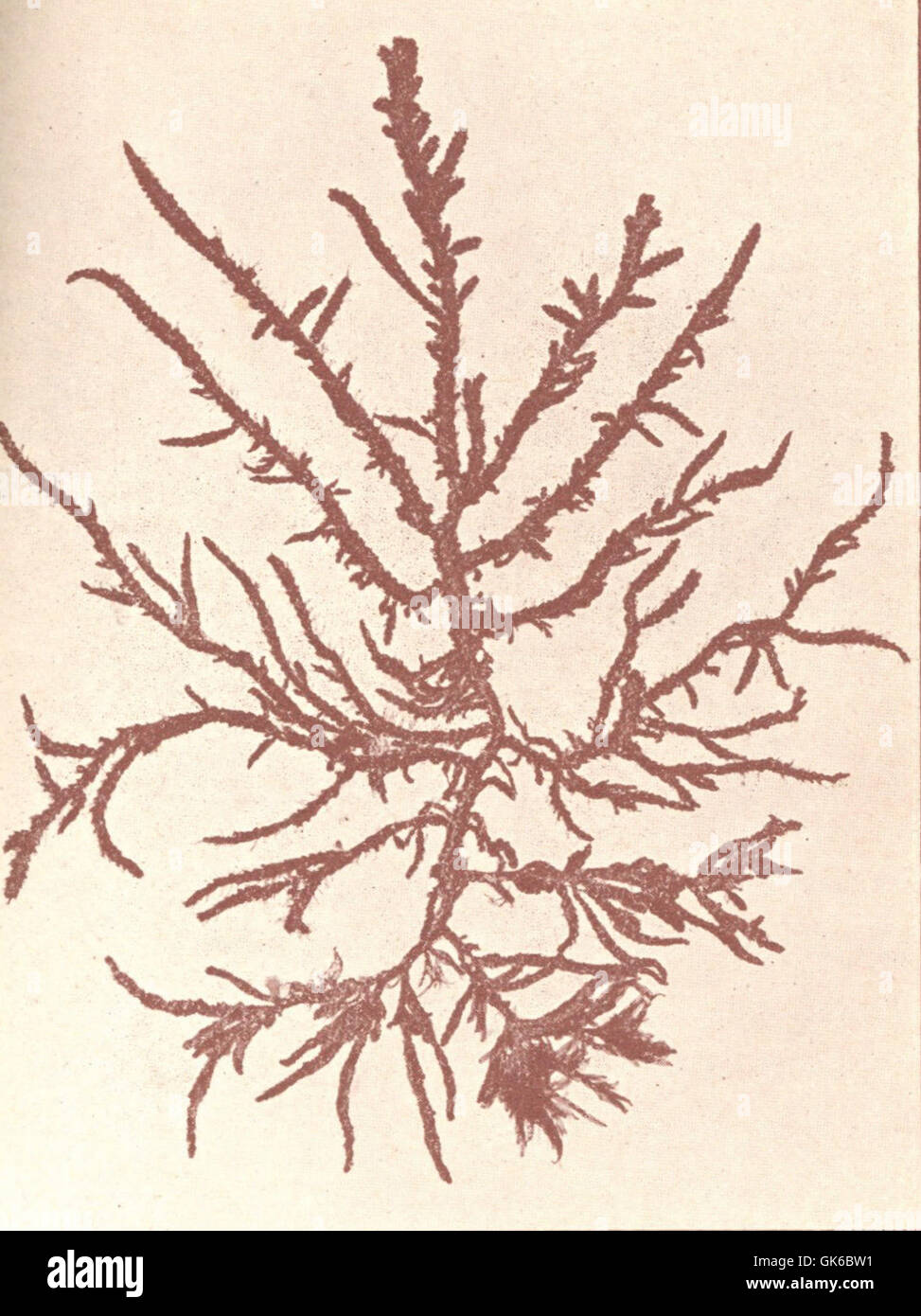 53628 Rhodophycees ou Floridees (Algues rouges) Ceramiees, Halurus equisetifolius (Lightf) Ktz Stock Photo