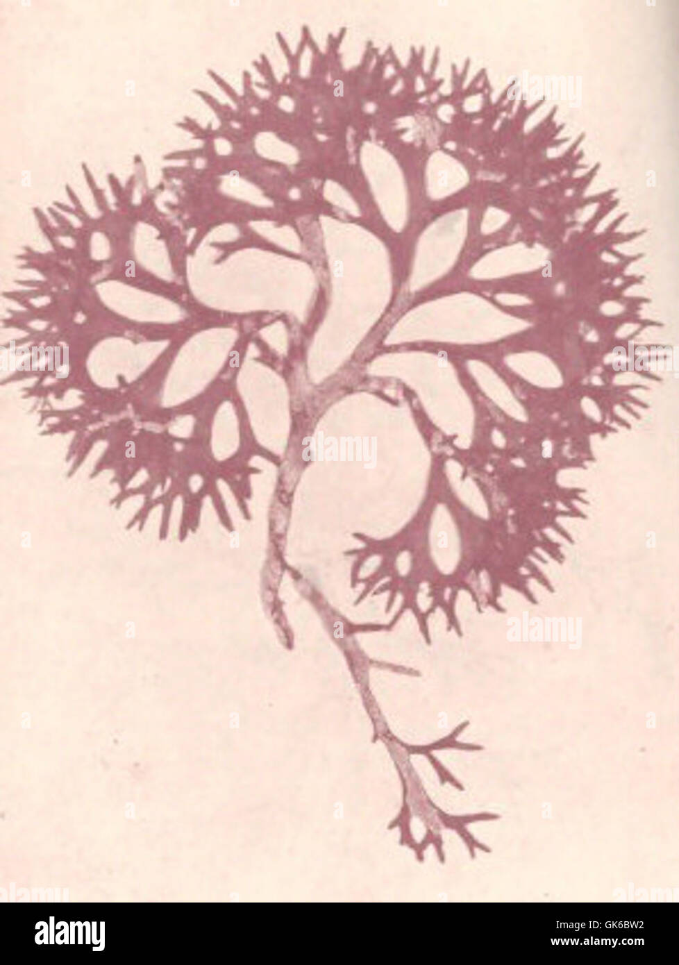 53629 Rhodophycees ou Floridees (Algues rouges) Gigartinees, Chondrus crispus (L) Lyngb Stock Photo