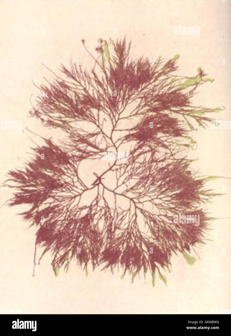 53639 Rhodophycees ou Floridees (Algues rouges) Rhodophyllidees, Cystoclonium purpurascena (Huds) Ktz Stock Photo