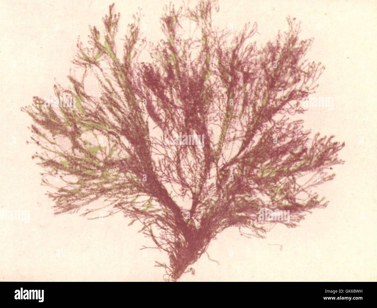 53640 Rhodophycees ou Floridees (Algues rouges) Ceramiees, Ceramium ciliatum (Eltis) Ducluz Stock Photo