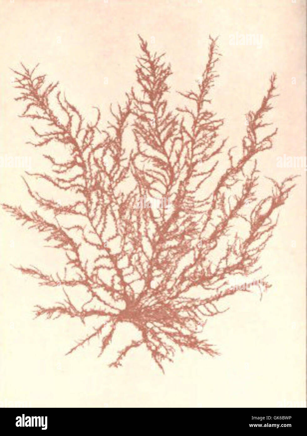 53645 Rhodophycees ou Floridees (Algues rouges) Rhodomelees, Brongniartella byssoides (Good et Wood) Schm Stock Photo
