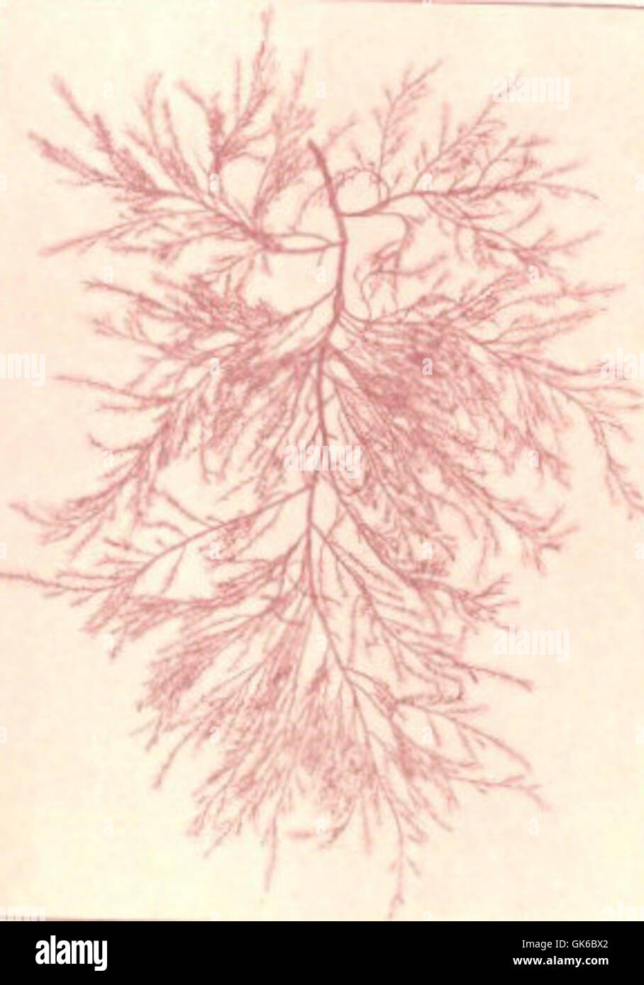 53652 Rhyodophycees ou Floridees (Algues rouges) Bonemaisoniees, Bonnemaisonia asparagoides (Wood) Ag Stock Photo
