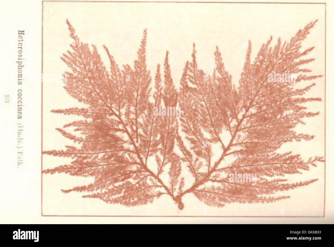 53653 Rhodophycees ou Floridees (Algues rouges) Rhodomelees, Heterosiphonia coccinea (Huds) Falk Stock Photo