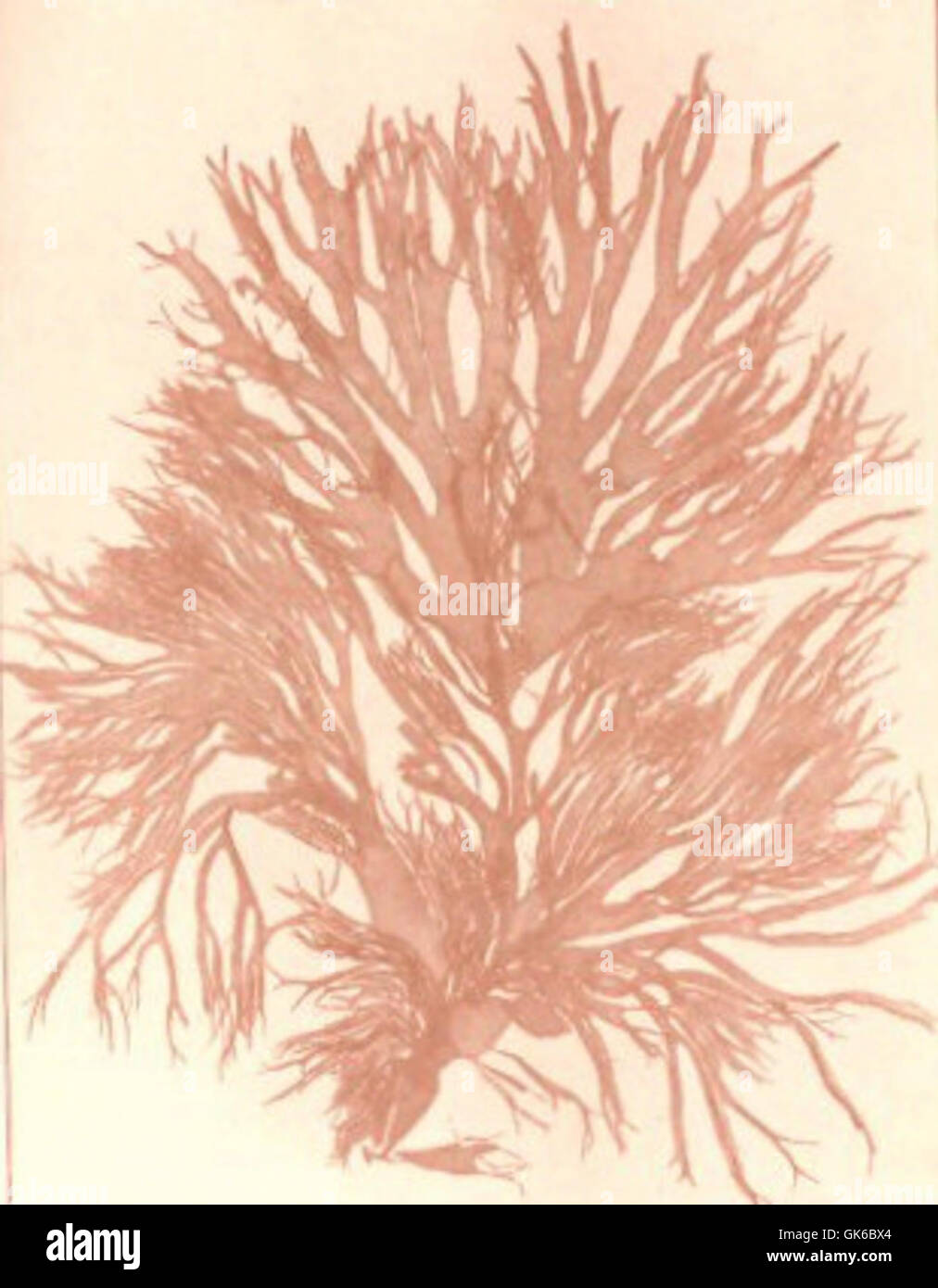 53654 Rhodophycees ou Floridees (Algues rouges) Grateloupiacees, Halymenia ligulata (Wood) J Ag Stock Photo