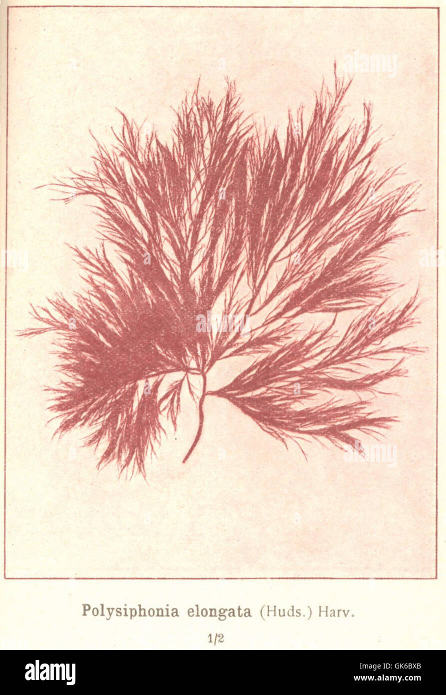 53660 Rhodophycees ou Floridees (Algues rouges) Rhodomelees, Polysiphonia elongata (Huds) Harv Stock Photo