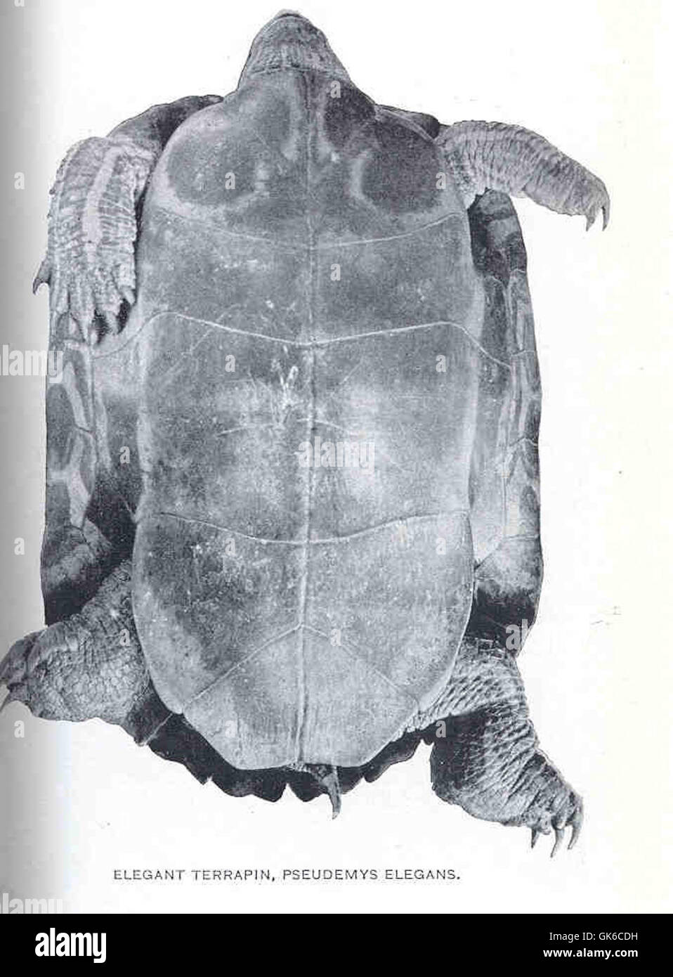 Terapent Shell Pesudemys elegans, commonly known as the Elegant Terrapin, is a species ...