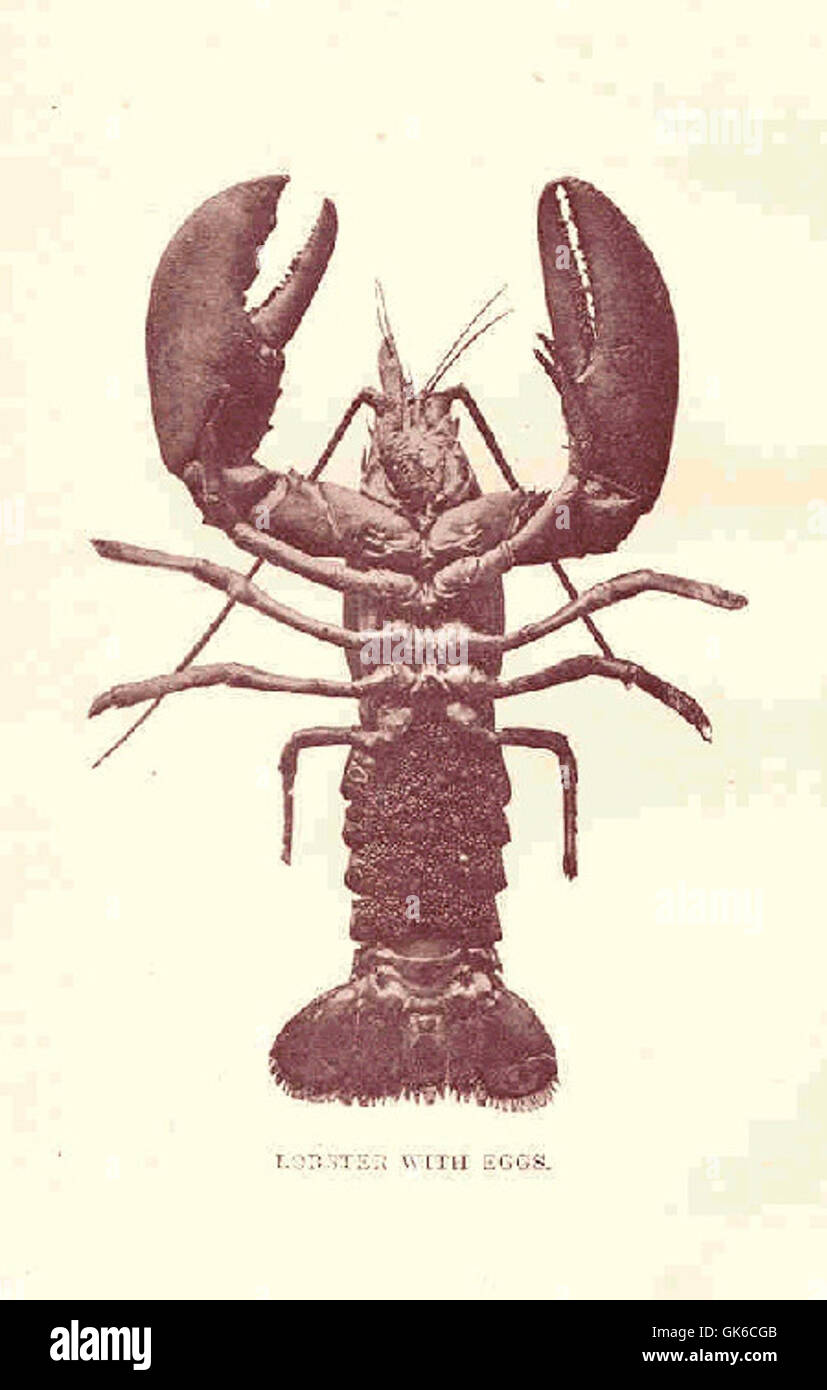 32776 Lobster With Eggs Stock Photo Alamy