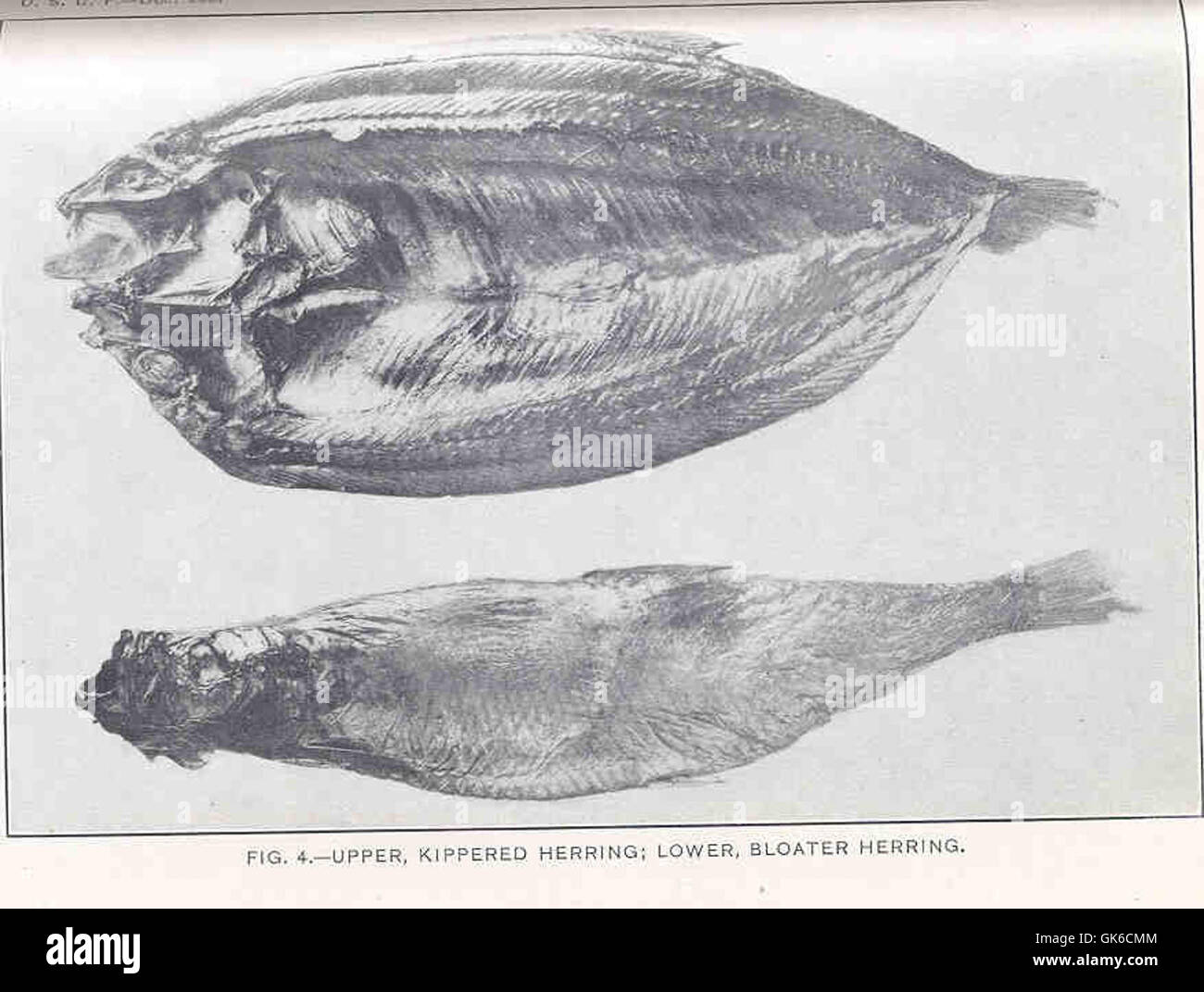 35051 Upper, Kippered Herring; Lower, Bloater Herring Stock Photo Alamy