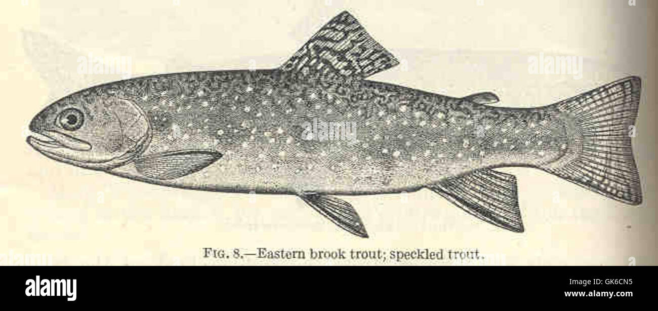35063 Eastern Brook Trout; Speckled Trout Stock Photo