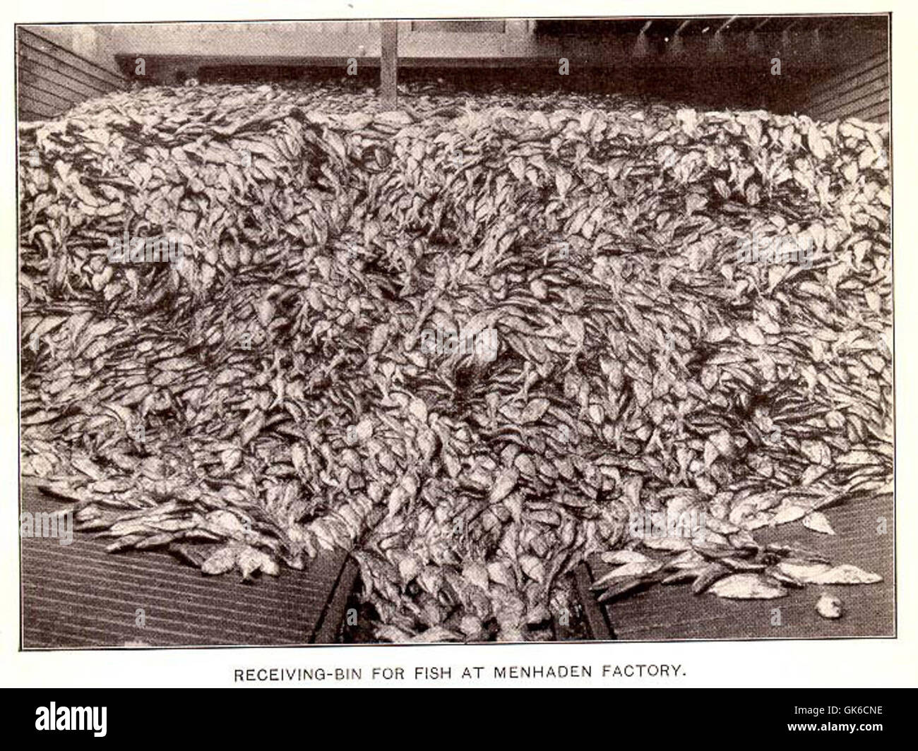 32562 Receiving-Bin for Fish at Menhaden Factory Stock Photo
