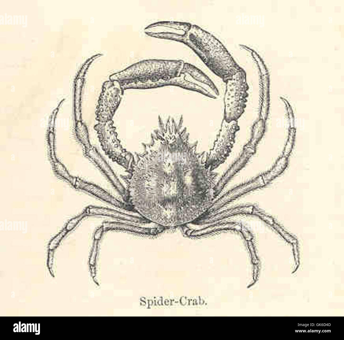 Page 2 Spider Crab Illustration High Resolution Stock Photography And Images Alamy Page 2 Spider Crab Illustration High Resolution Stock Photography And Images Alamy