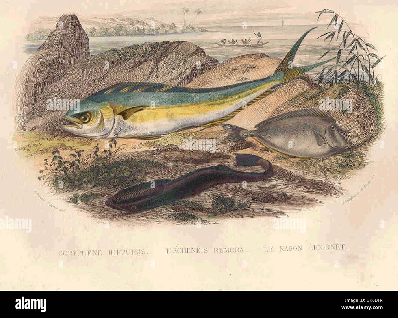 Coryphene hippurus, commonly known as mahi-mahi or dolphinfish, is ...