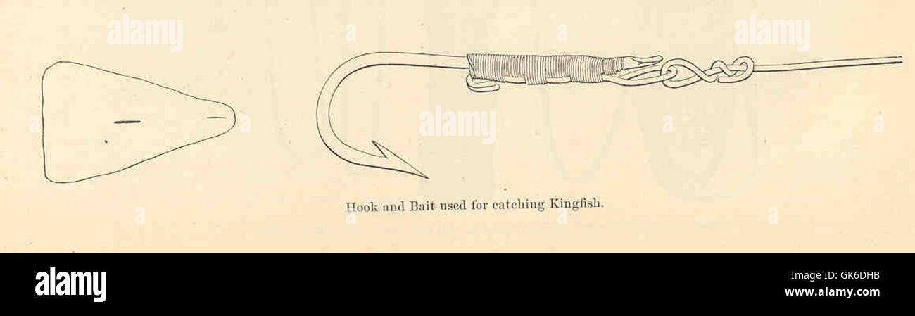 The hook and bait method used for catching kingfish is depicted. This ...