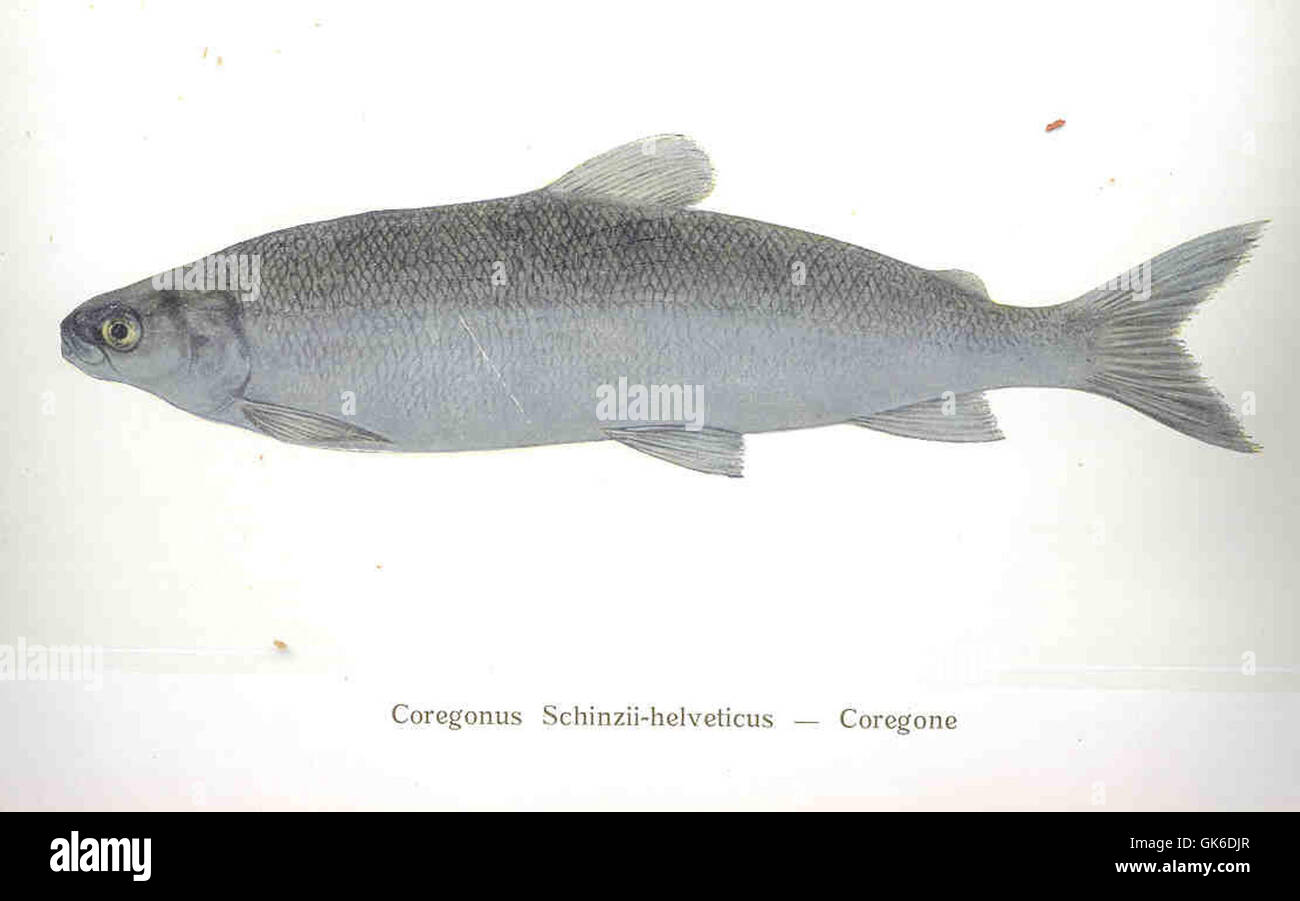 35673 Coregonus schinzii-helveticus -- Coregone Stock Photo
