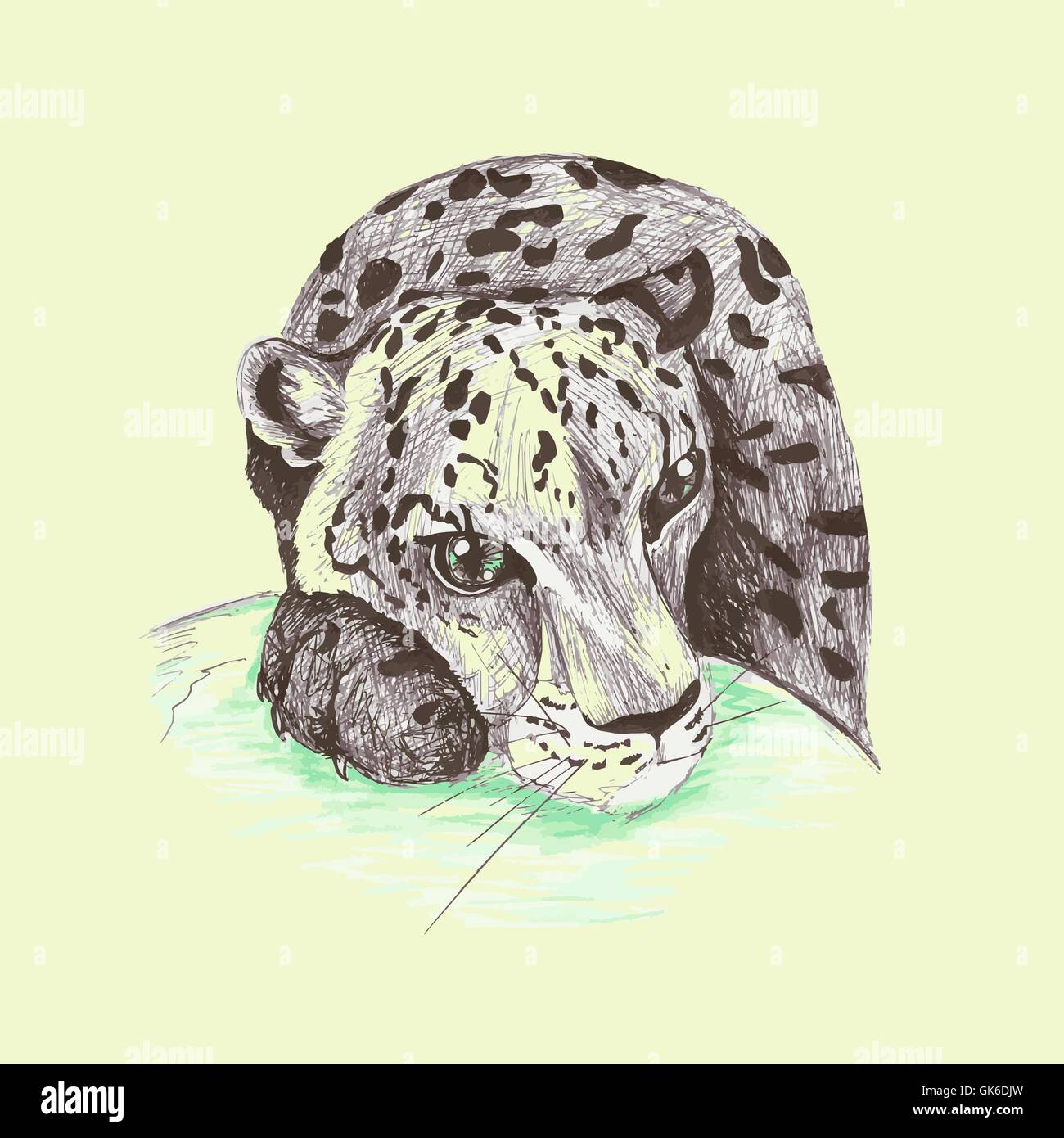 India snow leopard Stock Vector Images - Alamy