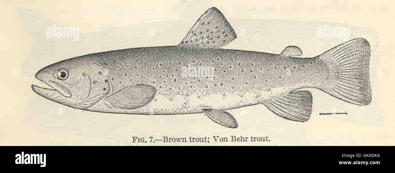 von behr