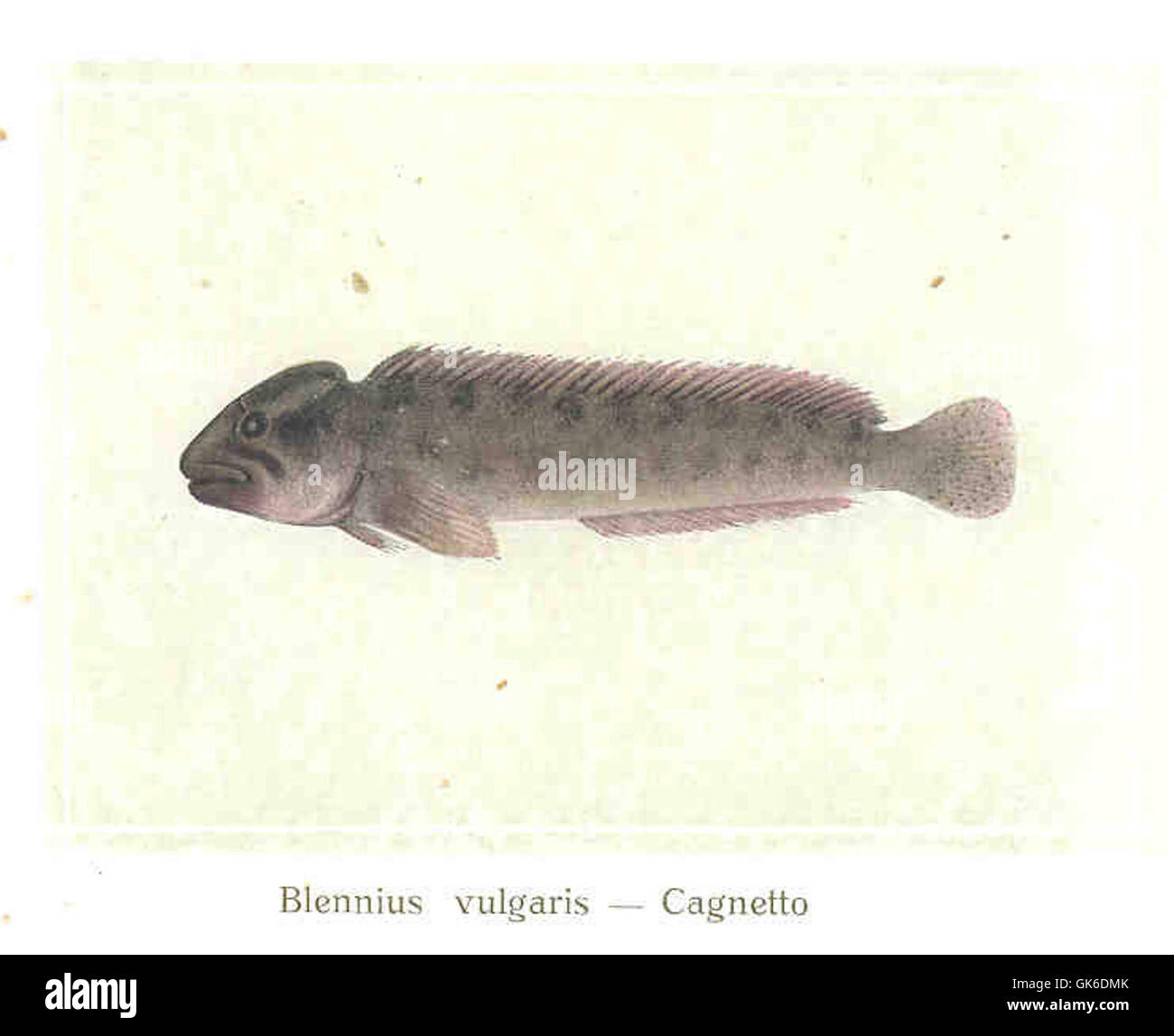 35717 Blennius vulgaris -- Cagnetto Stock Photo
