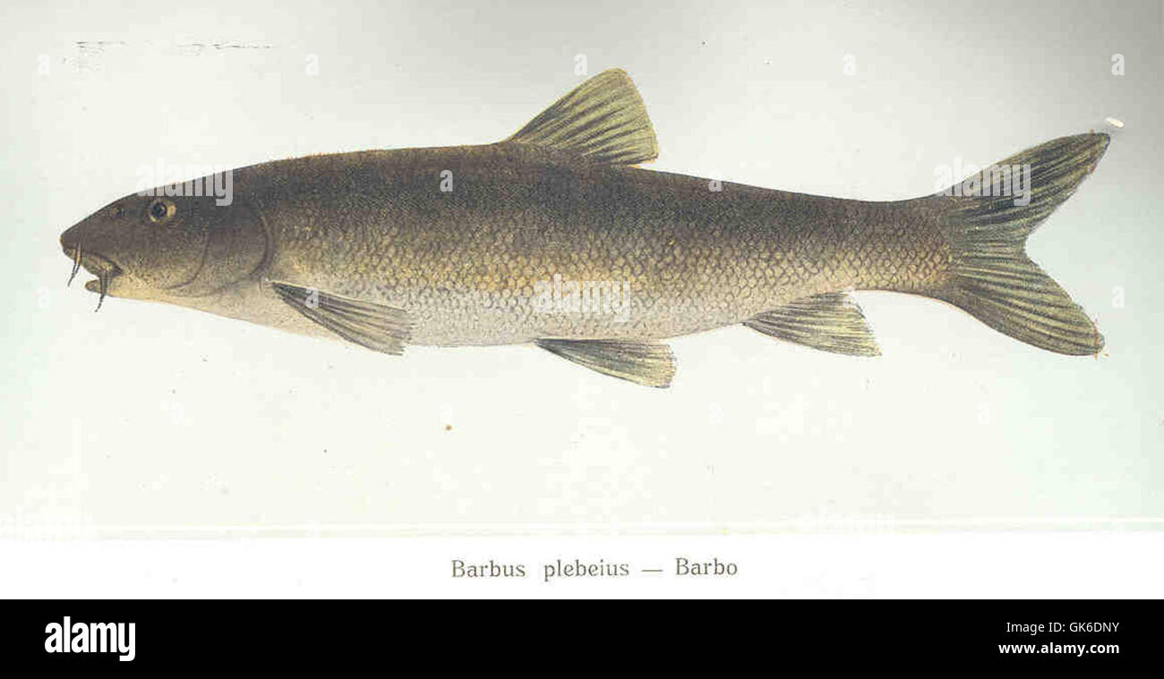 35747 Barbus plebeius -- Barbo Stock Photo