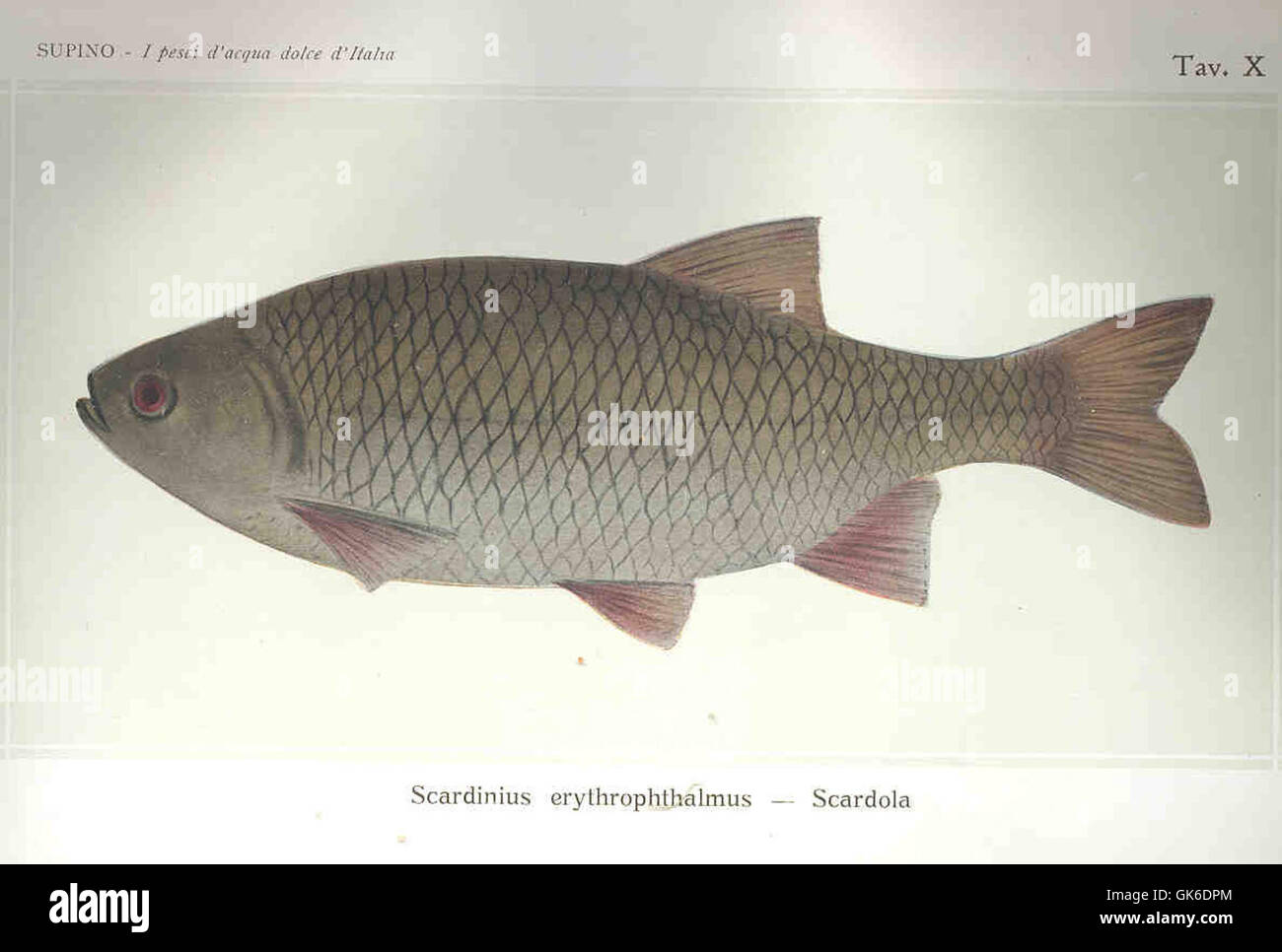 Rudd scardinius erythrophthalmus red hi-res stock photography and ...