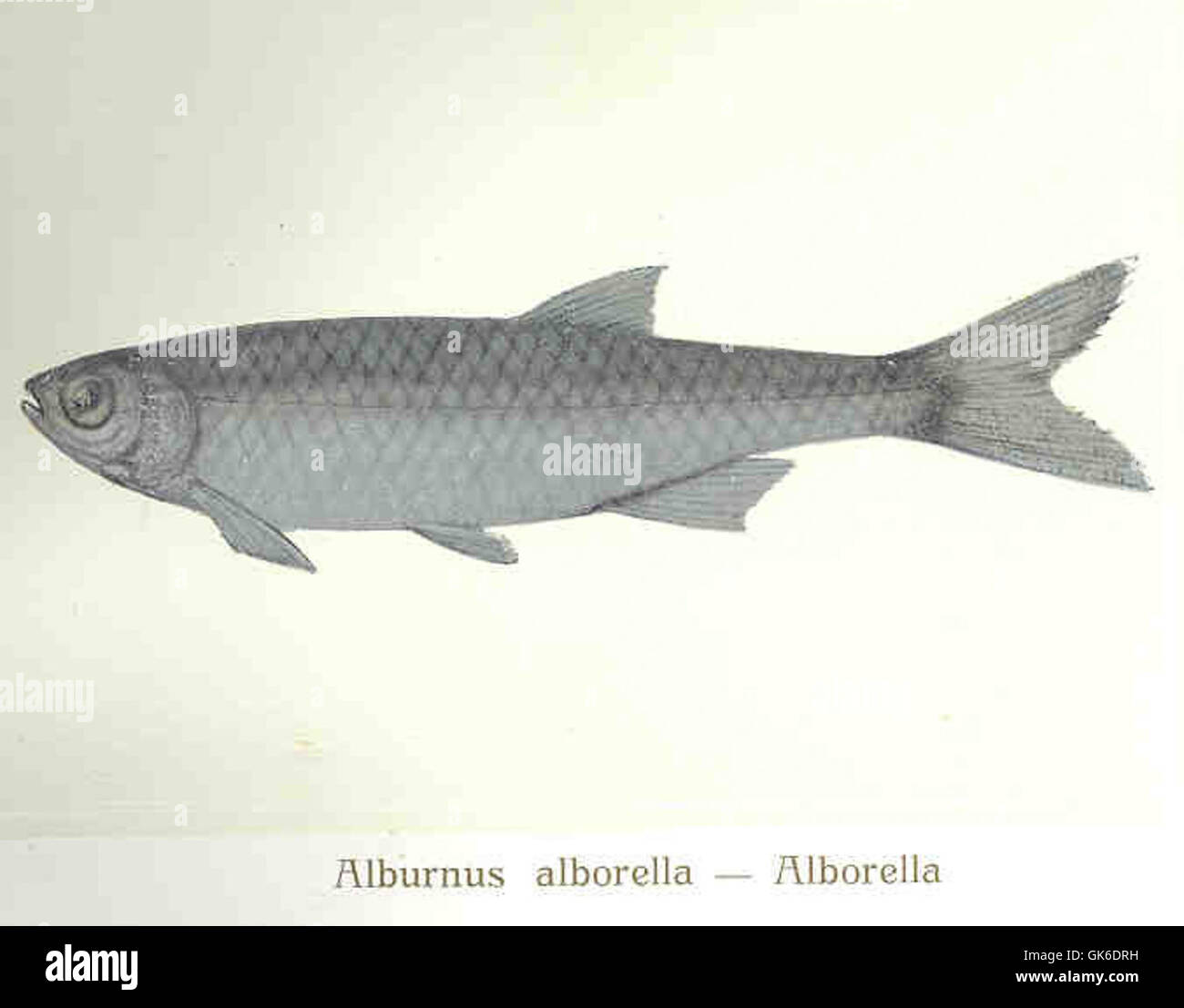 alborella-hi-res-stock-photography-and-images-alamy
