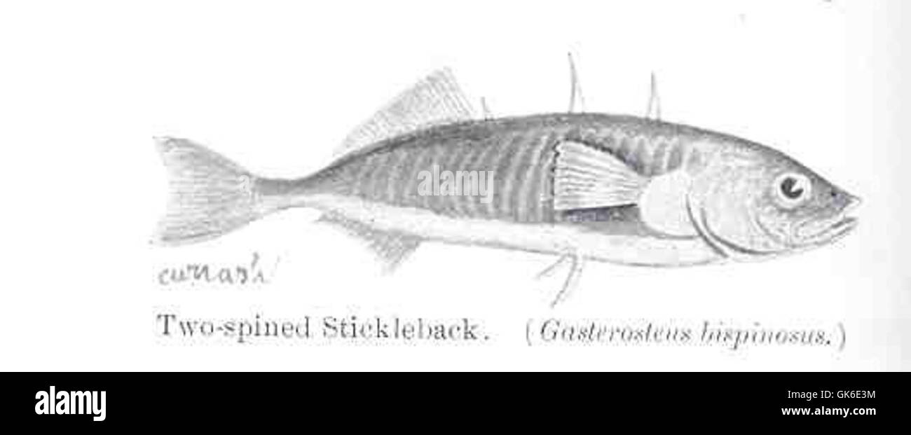 35973 Two-spined Stickleback (Gasterosleus bispinosus) Stock Photo