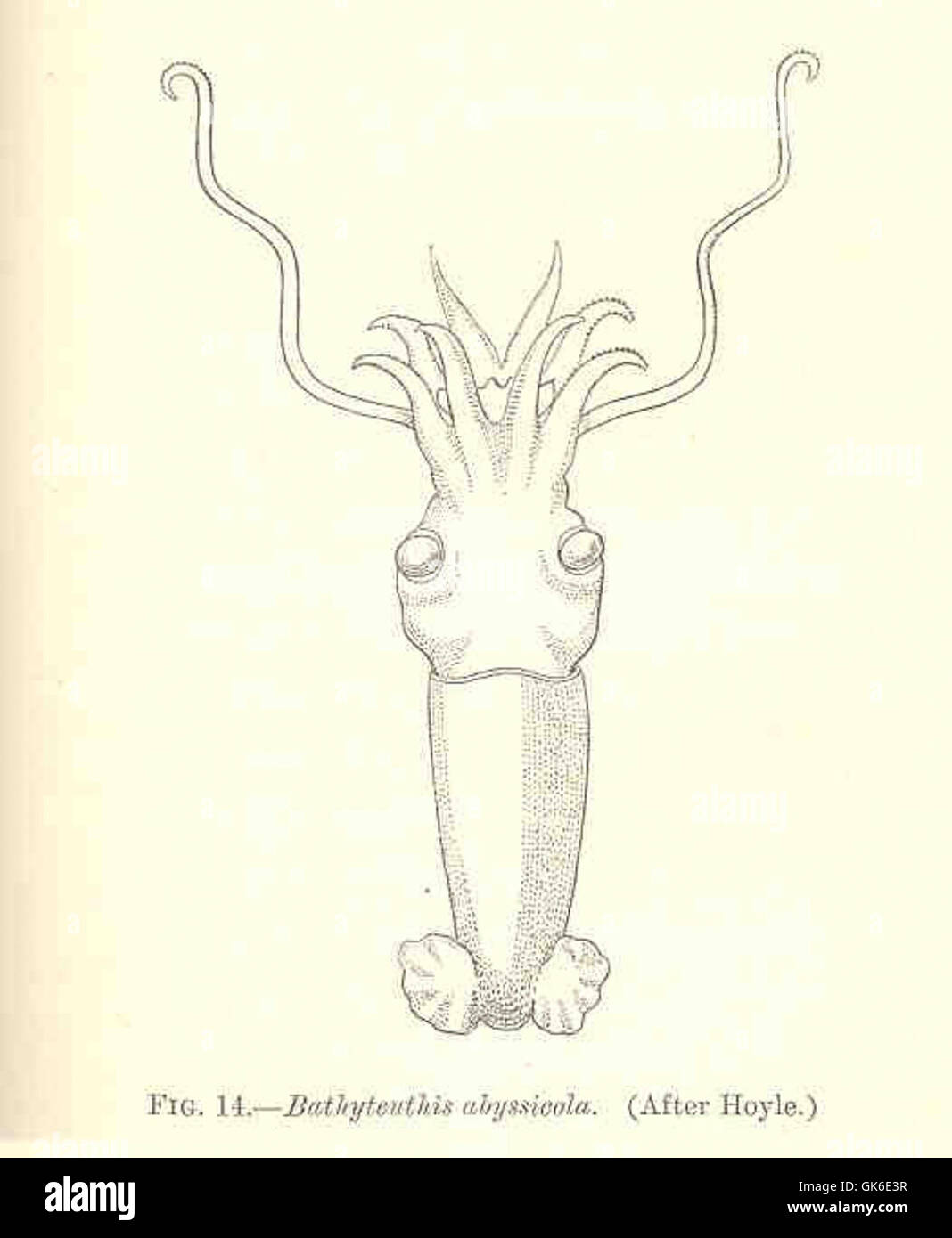 35976 Bathyteuthis abyssicola (After Hoyle) Stock Photo